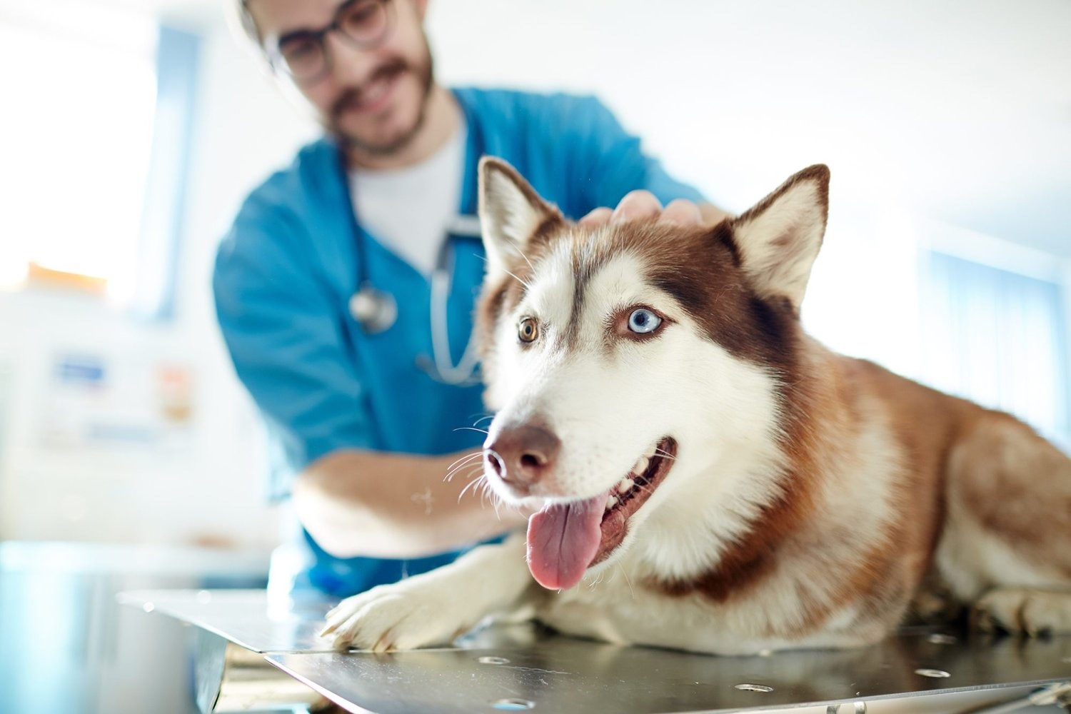 How to Keep Your Pet Healthy on a Budget: Affordable Strategies for Pet Wellness